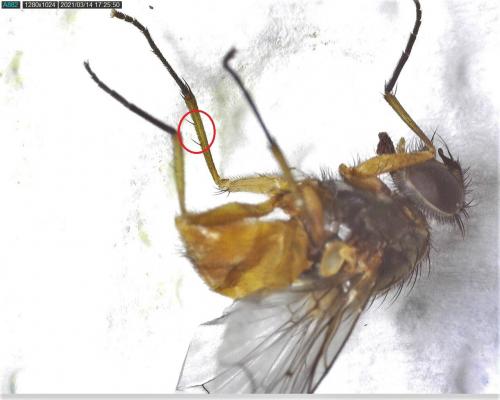 Phaonia subventa